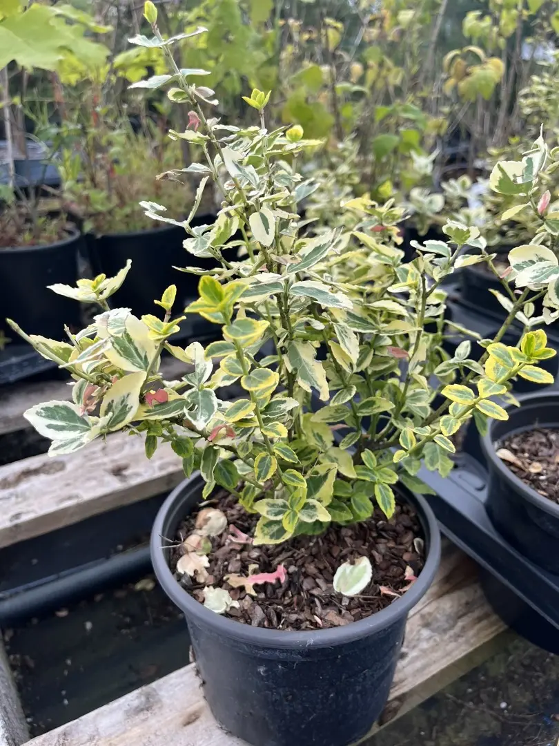 Euonymus japonicus - Japanese spindle 'Aureomarginatus'