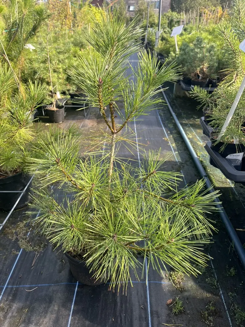 Pinus densiflora - Japanese Red Pine 'Alice Verkade'
