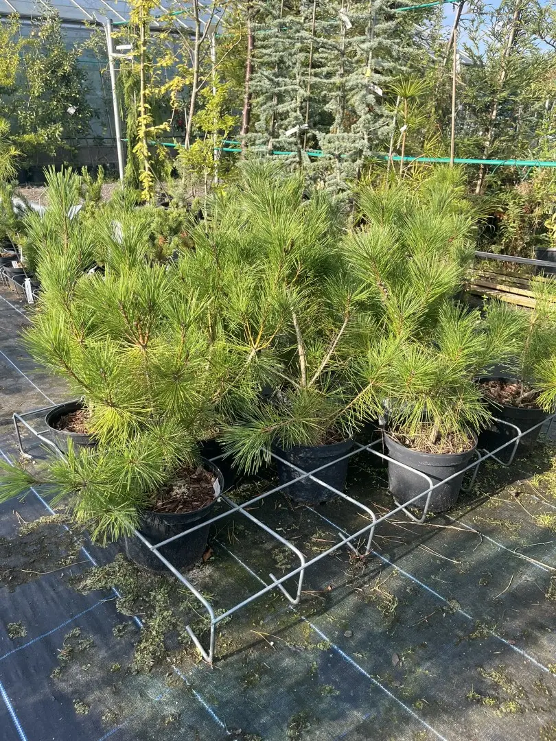 Pinus densiflora - Japanese Red Pine 'Alice Verkade'