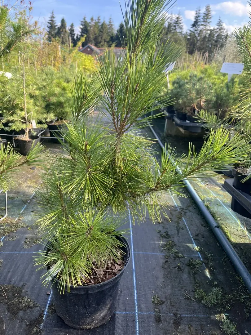 Pinus densiflora - Japanese Red Pine 'Alice Verkade'