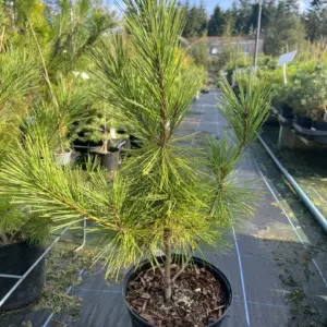 Pinus densiflora - Japanese Red Pine 'Alice Verkade'