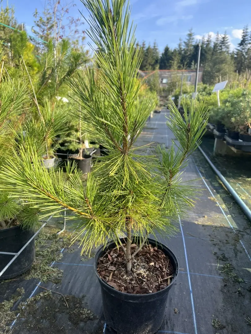 Pinus densiflora - Japanese Red Pine 'Alice Verkade'