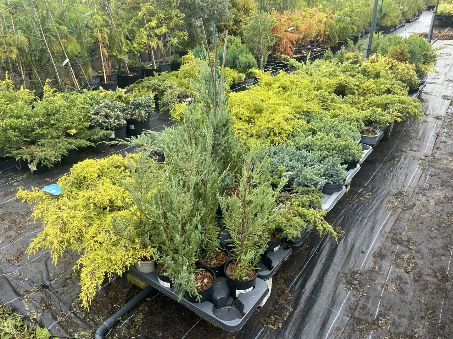 Common Juniper Bush 20/40cm (9cm) - Image 8