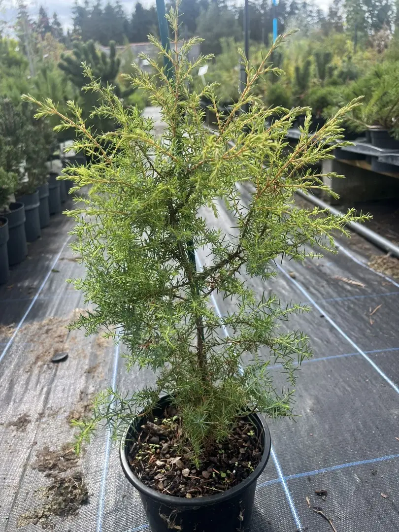 Juniperus communis - Common Juniper Bush
