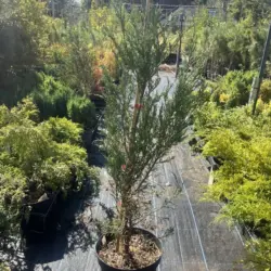 Juniperus scopulorum - Juniper 'Skyrocket'