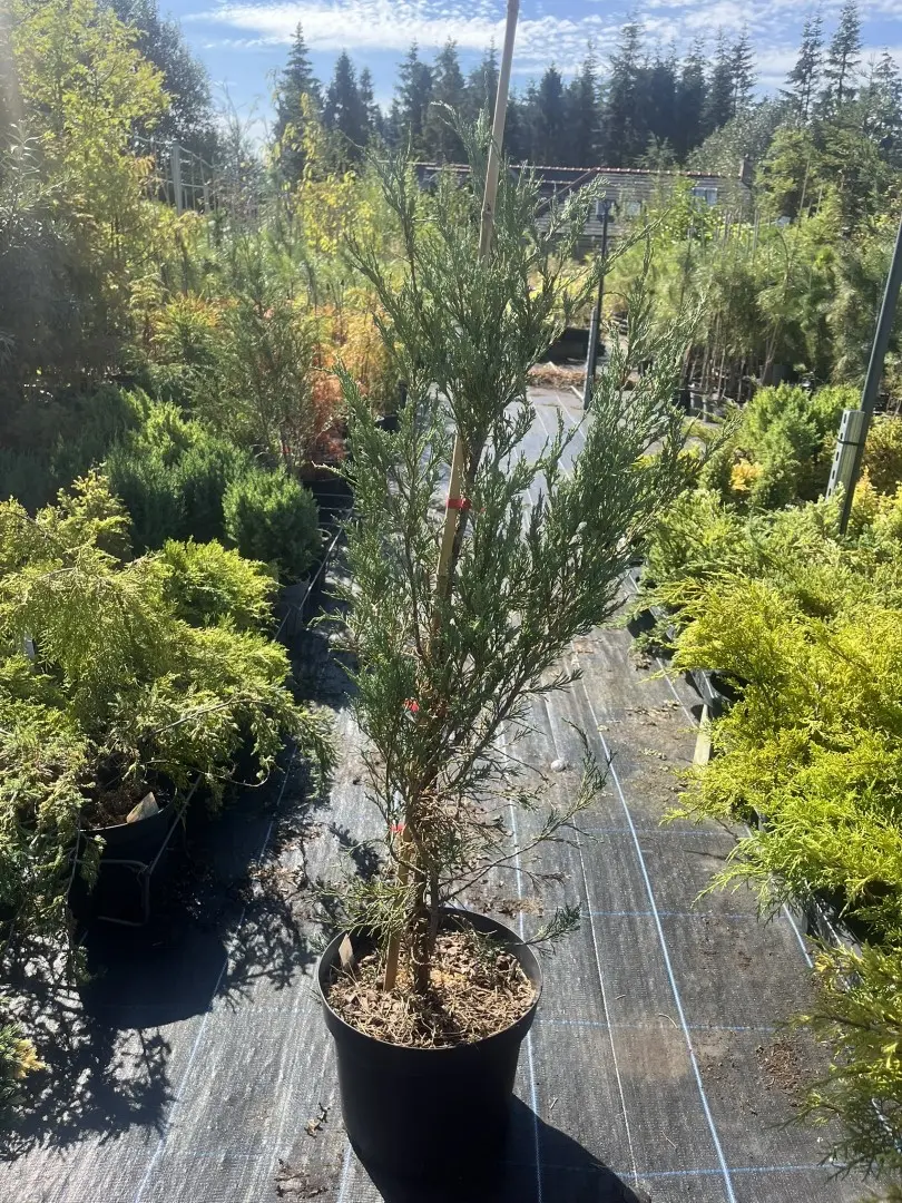 Juniperus scopulorum - Juniper 'Skyrocket'