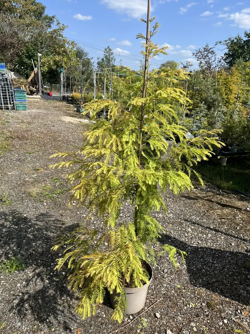 Dawn Redwood ‘Matthaei’ 120/140cm (10L)