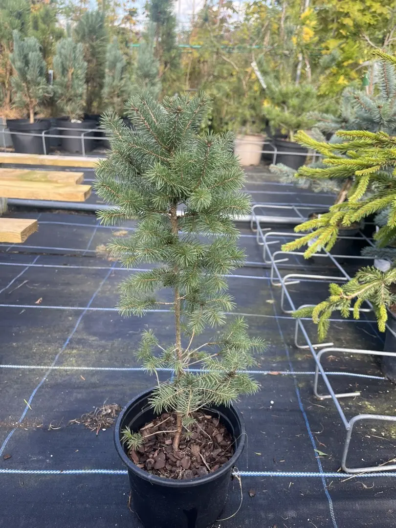 Picea glauca - White Spruce