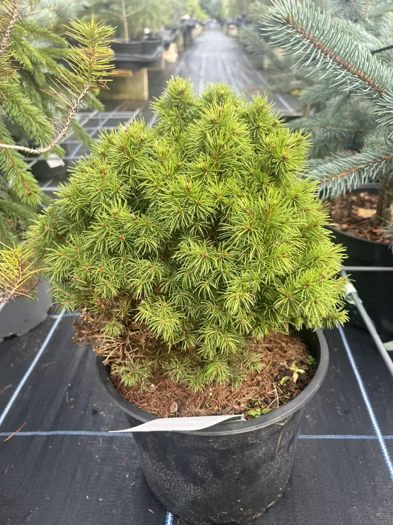 Picea glauca var. albertiana 'Alberta Globe' - Alberta Spruce 'Alberta Globe'