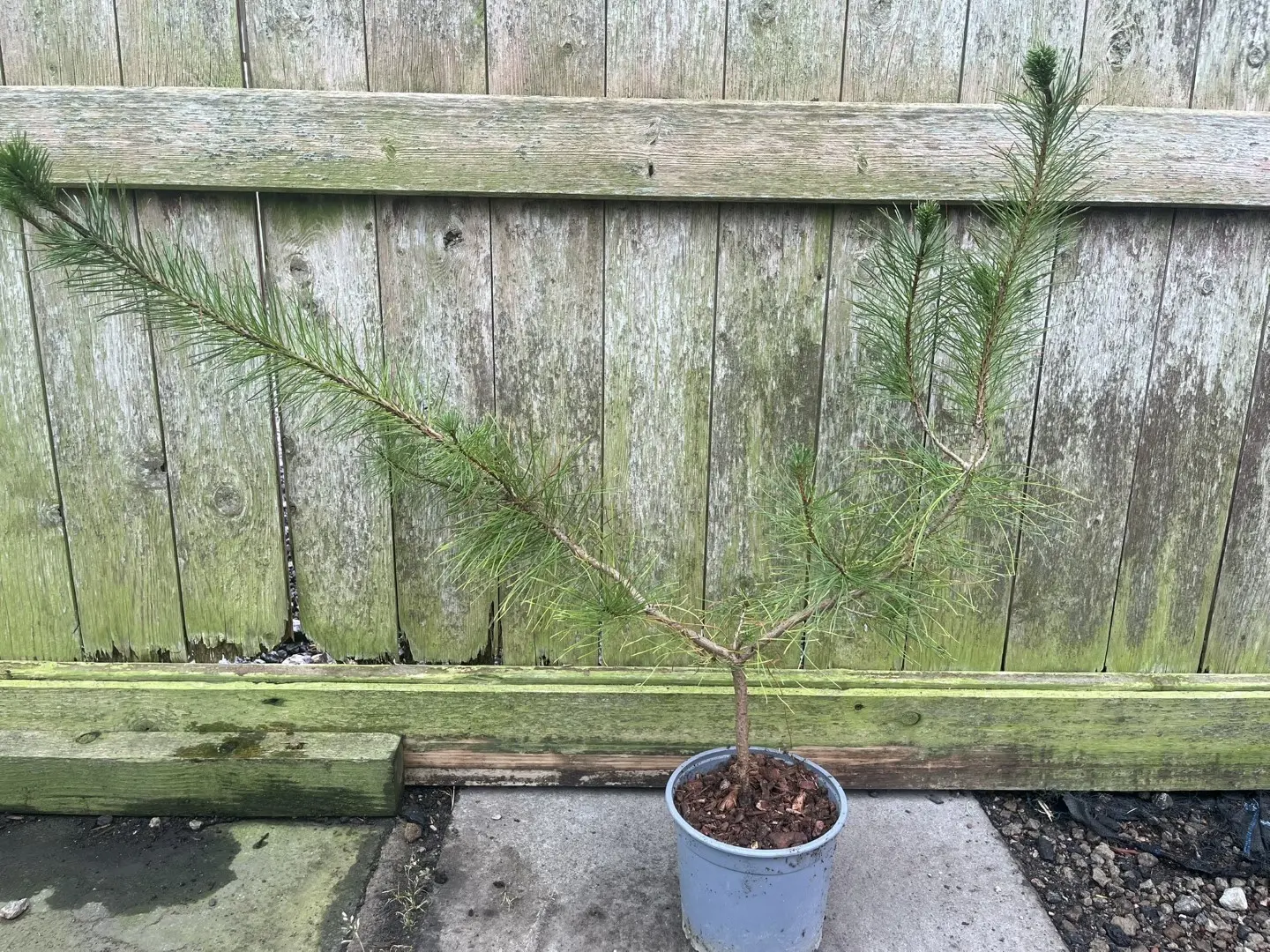 Pinus contorta - Unique Lodgepole Pine