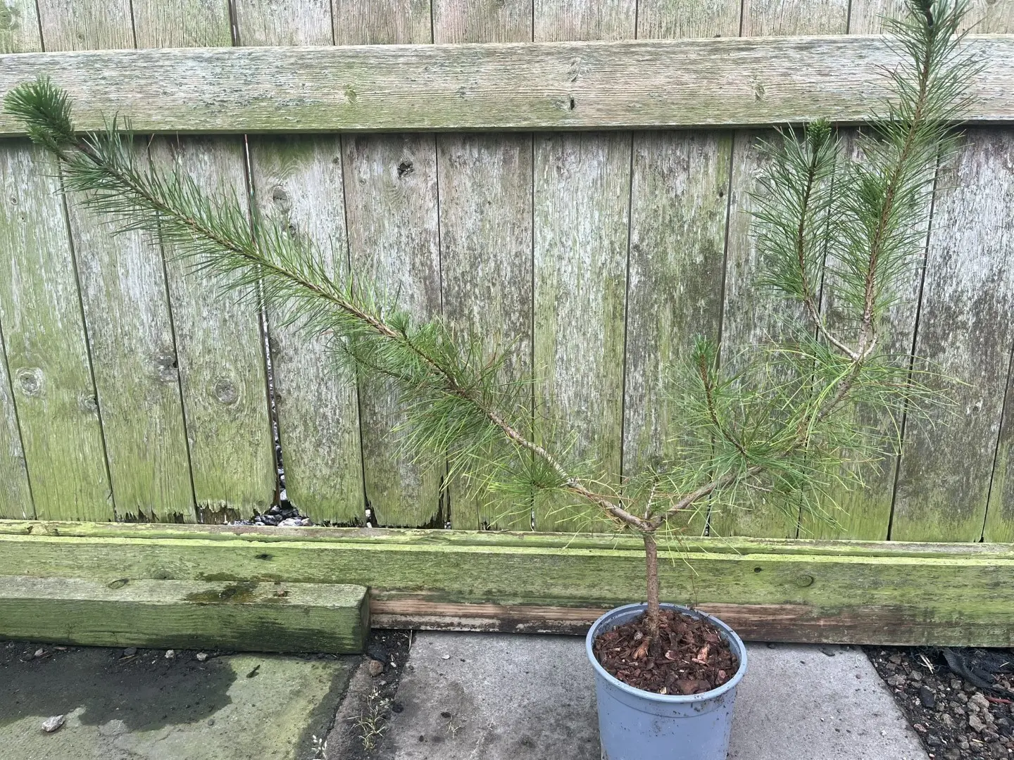 Pinus contorta - Unique Lodgepole Pine