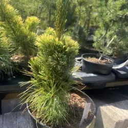 Pinus parviflora - Japanese White Pine 'Goldilocks'