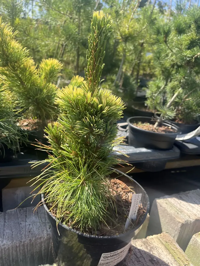 Pinus parviflora - Japanese White Pine 'Goldilocks'