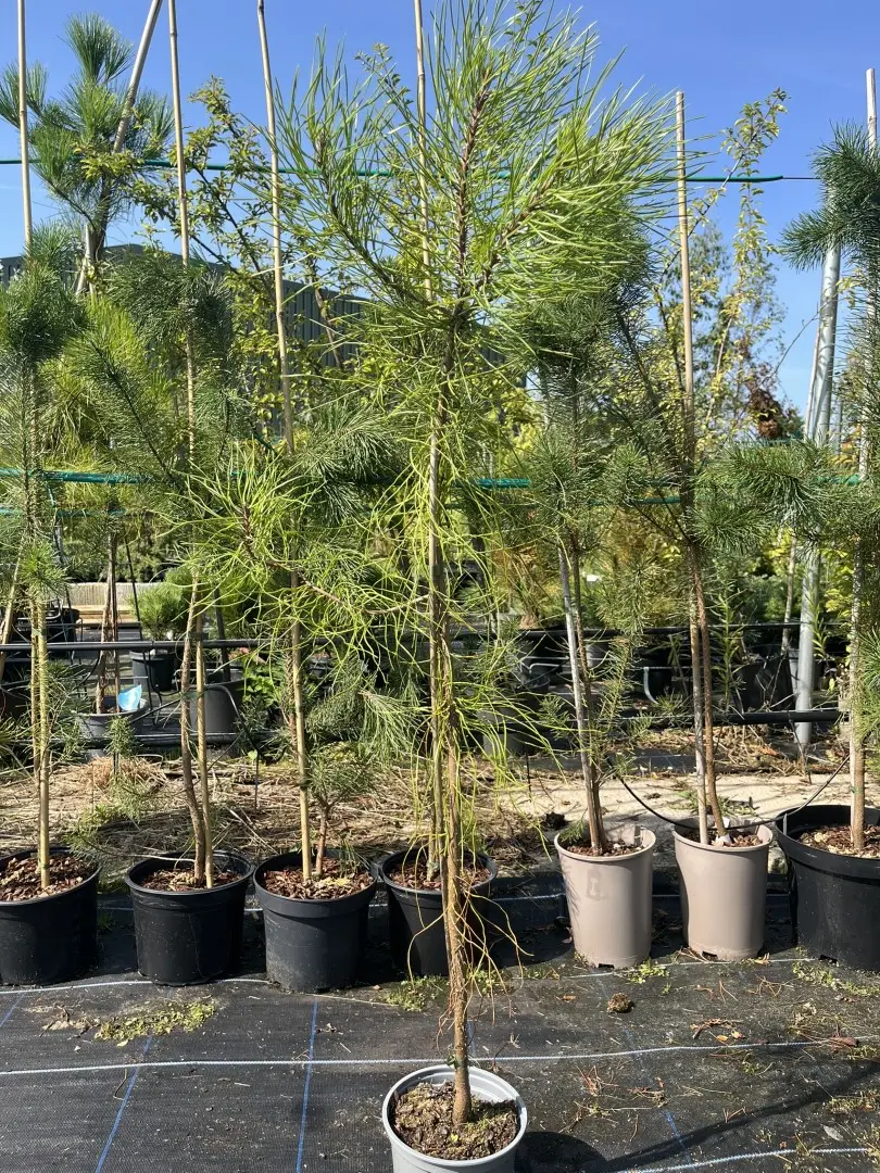 Pinus pinaster - Maritime Pine