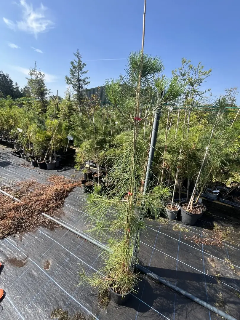 Pinus pinaster - Maritime Pine