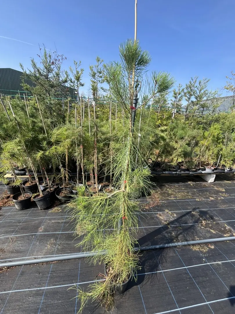 Pinus pinaster - Maritime Pine