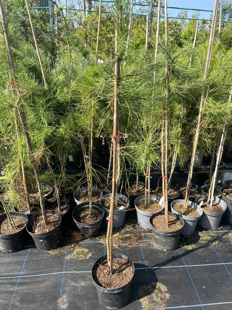 Pinus pinaster - Maritime Pine