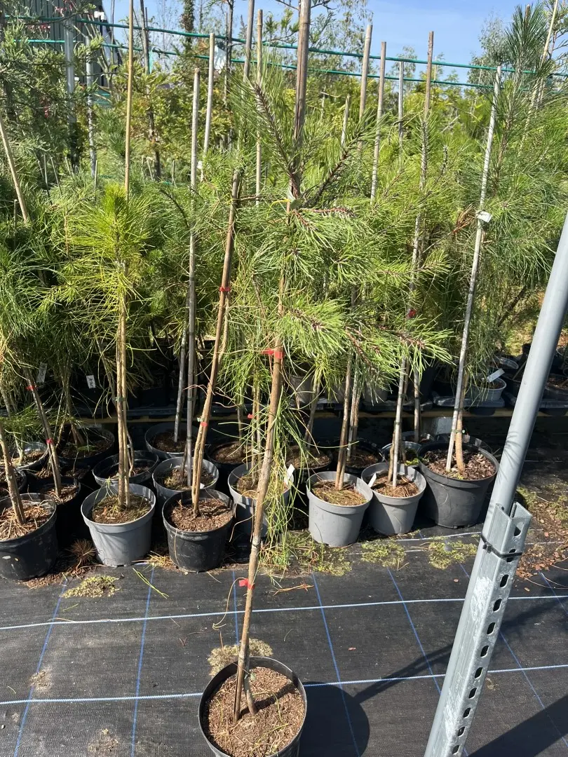 Pinus pinaster - Maritime Pine