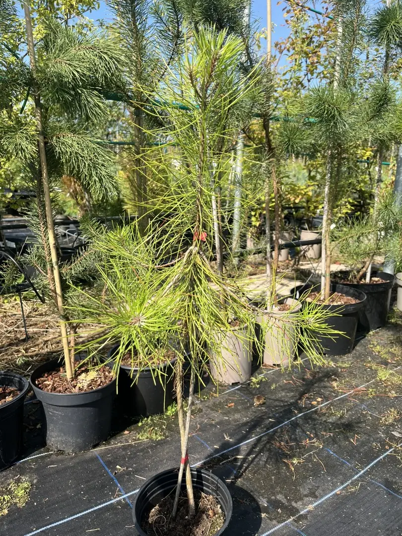 Pinus pinaster - Maritime Pine