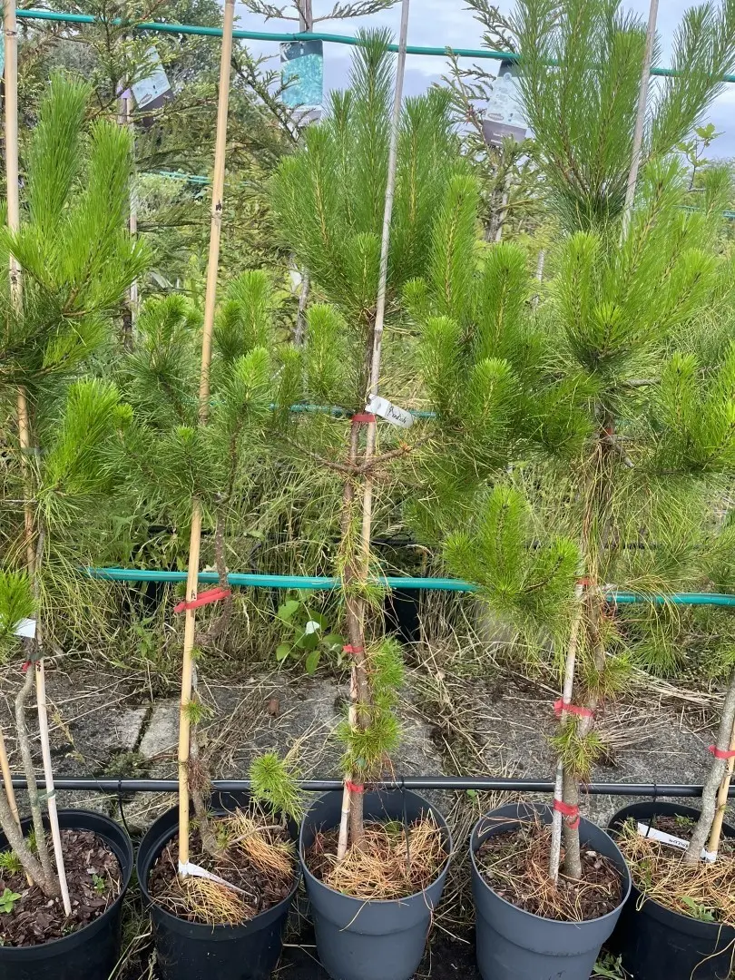 Pinus radiata - Monterey Pine
