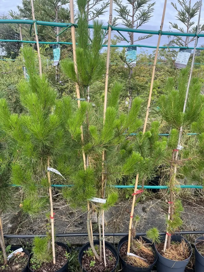 Pinus radiata - Monterey Pine