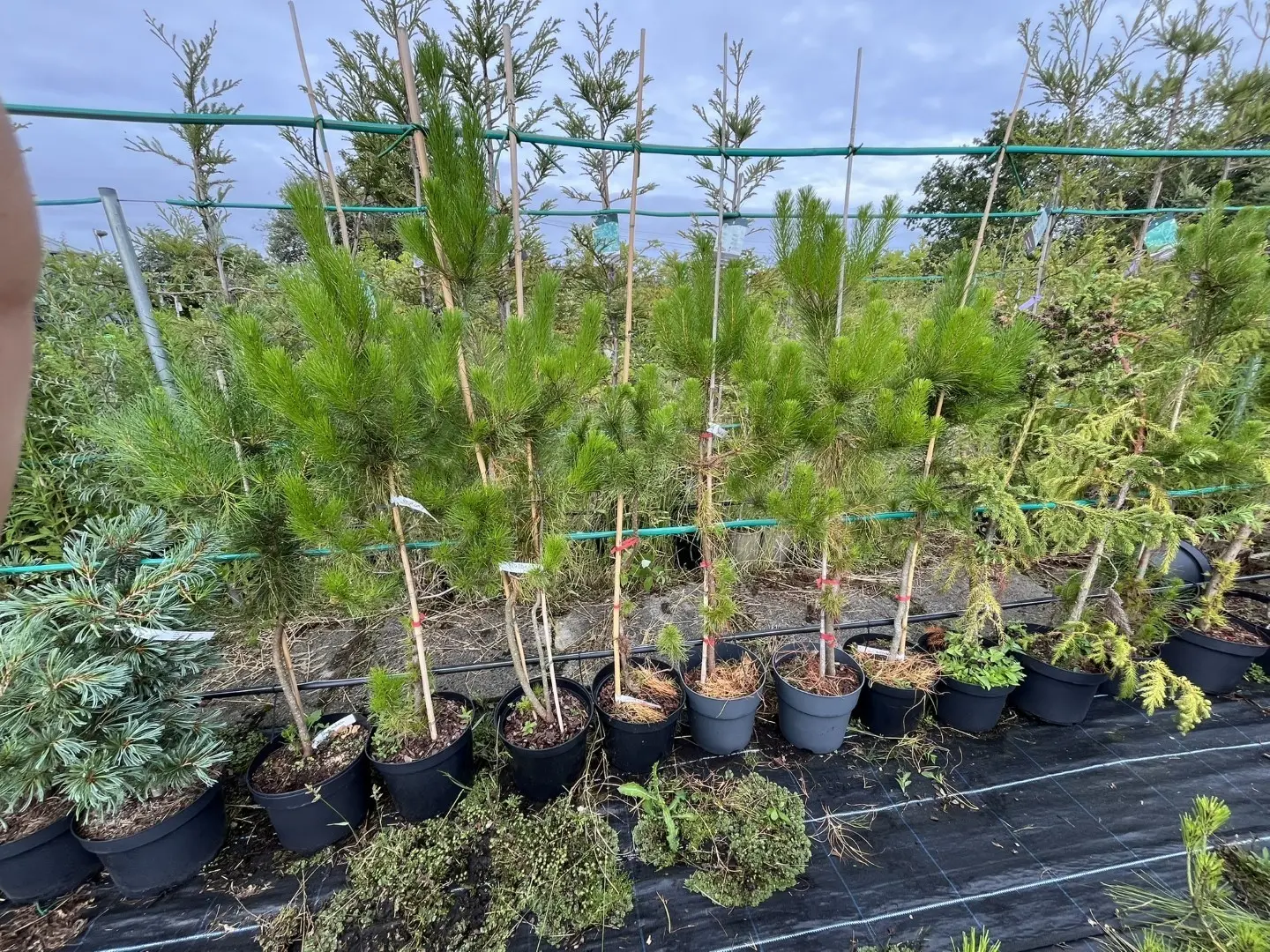 Pinus radiata - Monterey Pine