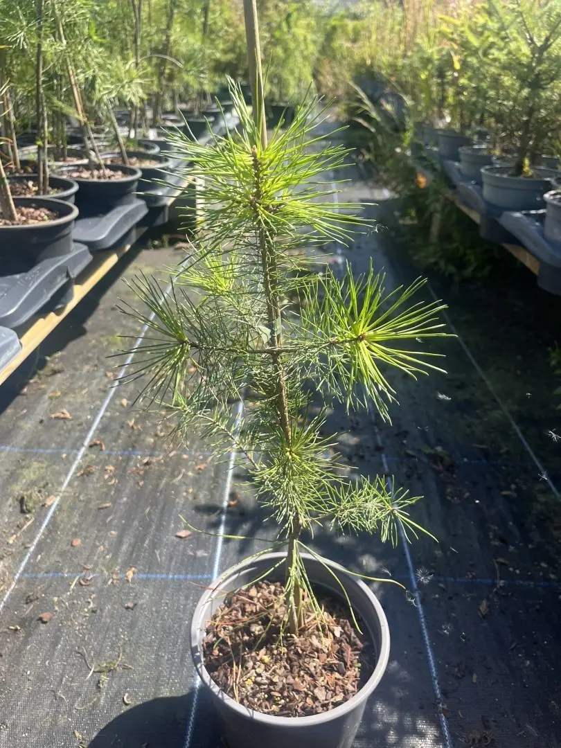 Pinus sylvestris - Scots Pine