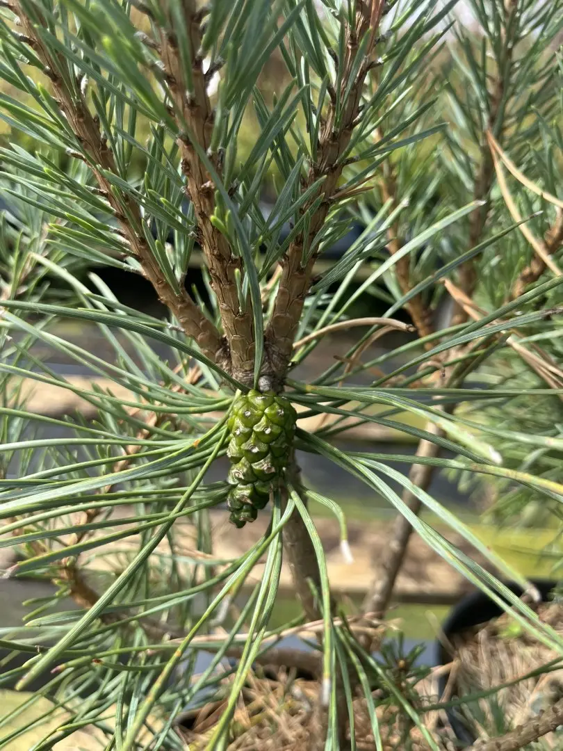 Pinus sylvestris - Scots pine 'Chantry Blue'