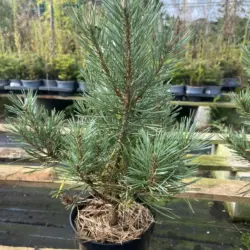 Pinus sylvestris - Scots pine 'Chantry Blue'