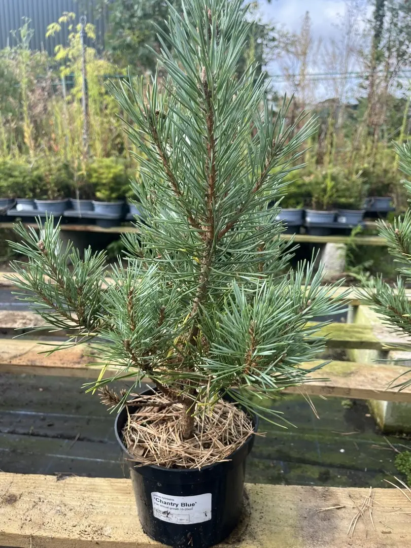 Pinus sylvestris - Scots pine 'Chantry Blue'