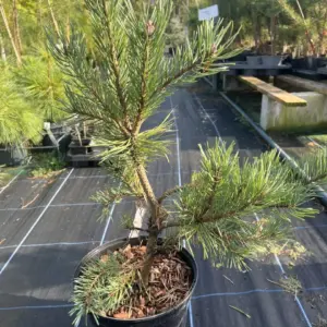 Pinus sylvestris - Scots pine 'Louisiana Lake'