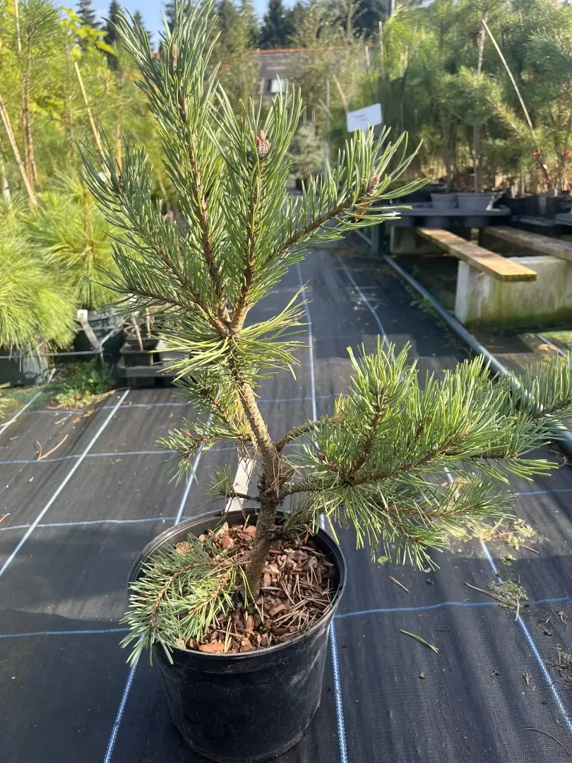 Pinus sylvestris - Scots pine 'Louisiana Lake'