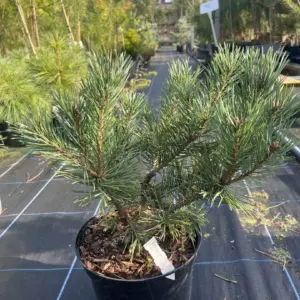 Pinus sylvestris - Scots pine 'Louisiana Lake'