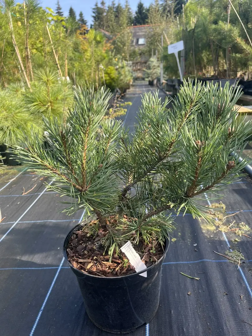 Pinus sylvestris - Scots pine 'Louisiana Lake'