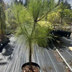 Pinus yunnanensis - Yunnan Pine