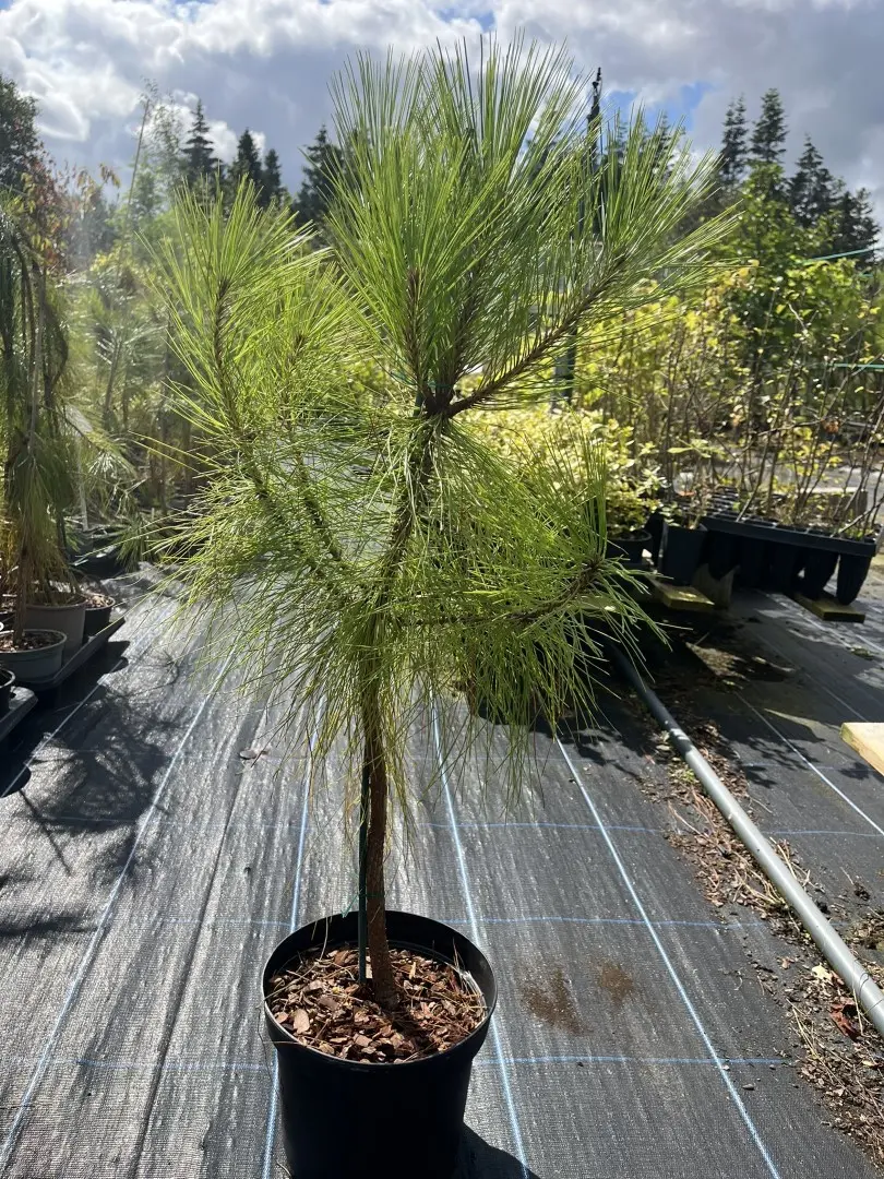 Pinus yunnanensis - Yunnan Pine