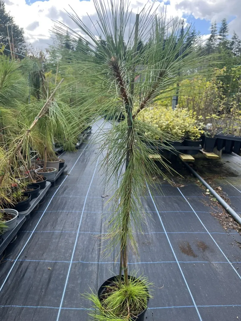 Pinus yunnanensis - Yunnan Pine