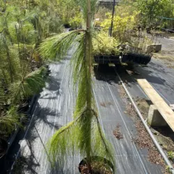 Pinus yunnanensis - Yunnan Pine