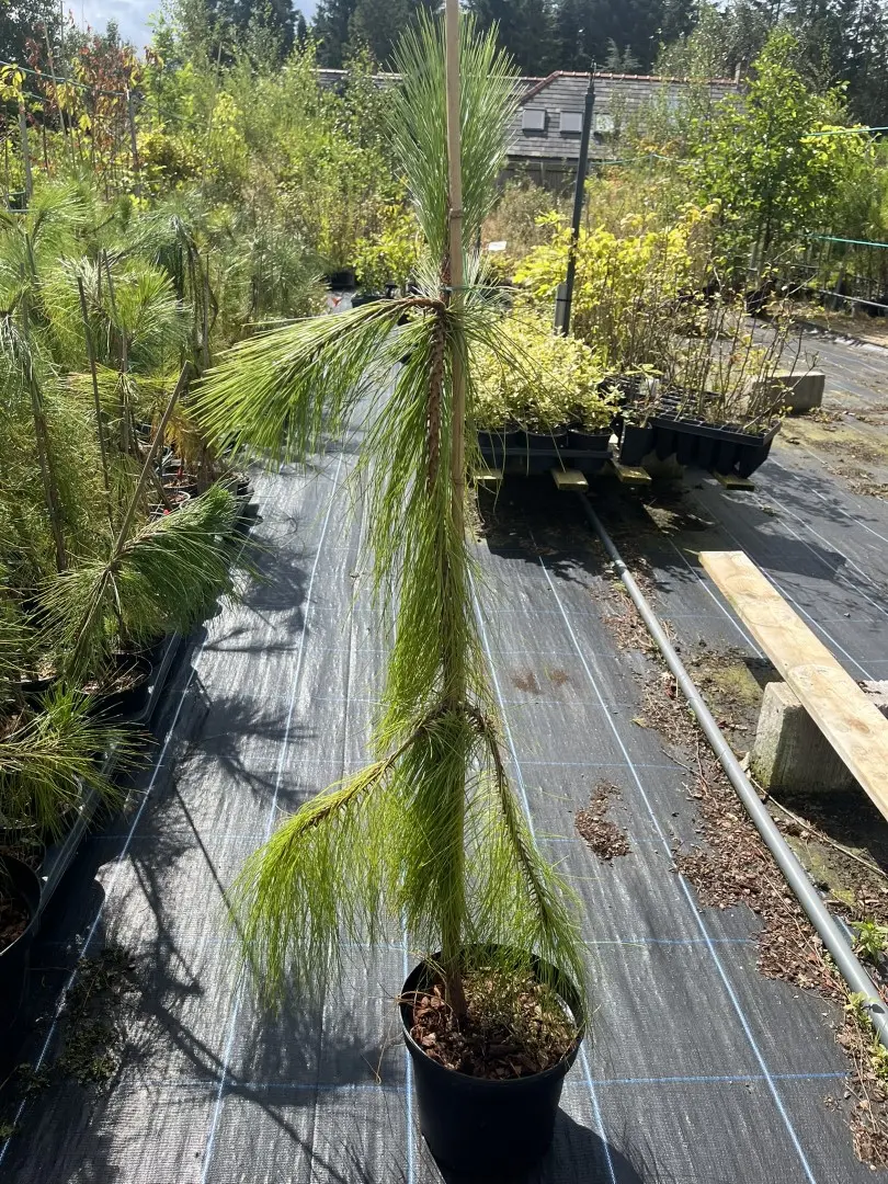 Pinus yunnanensis - Yunnan Pine