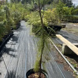 Pinus yunnanensis - Yunnan Pine