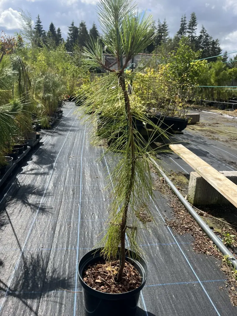 Pinus yunnanensis - Yunnan Pine