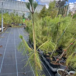 Pinus yunnanensis - Yunnan Pine