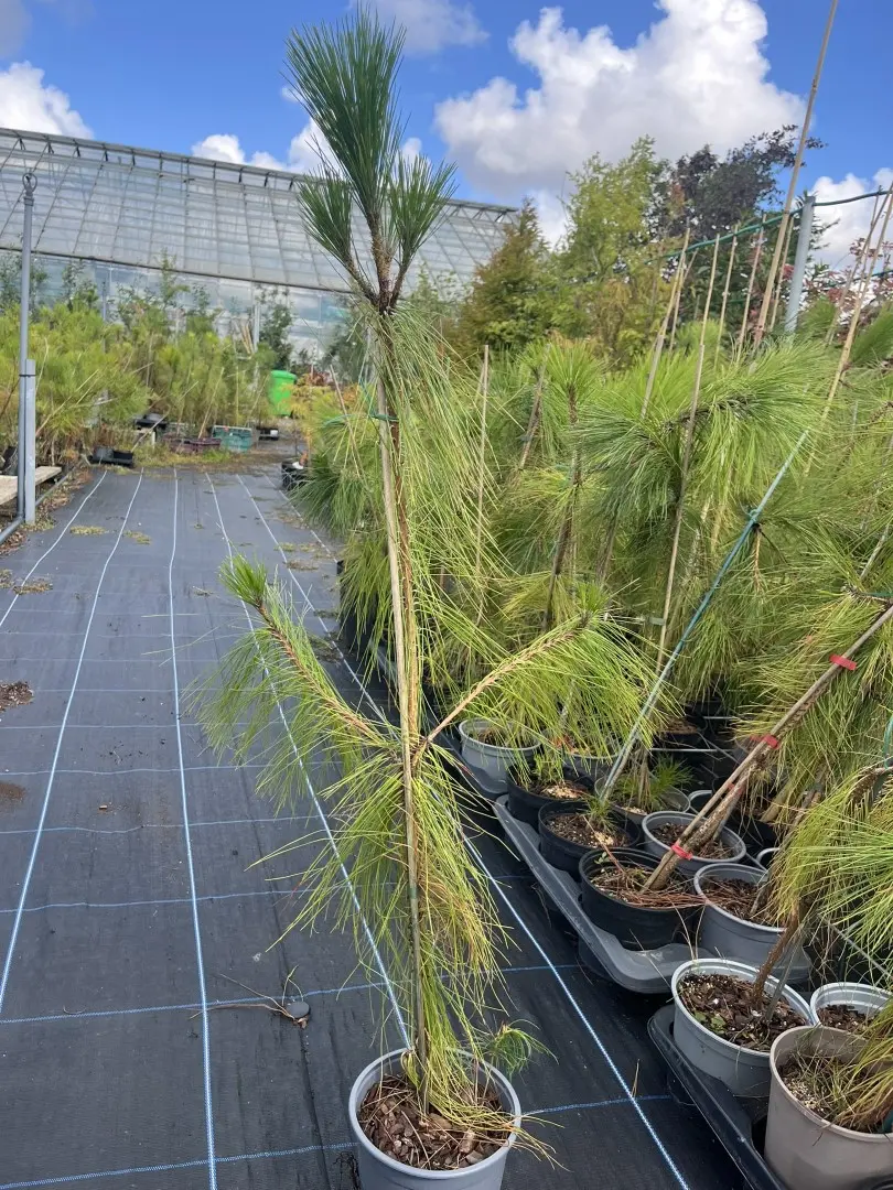 Pinus yunnanensis - Yunnan Pine