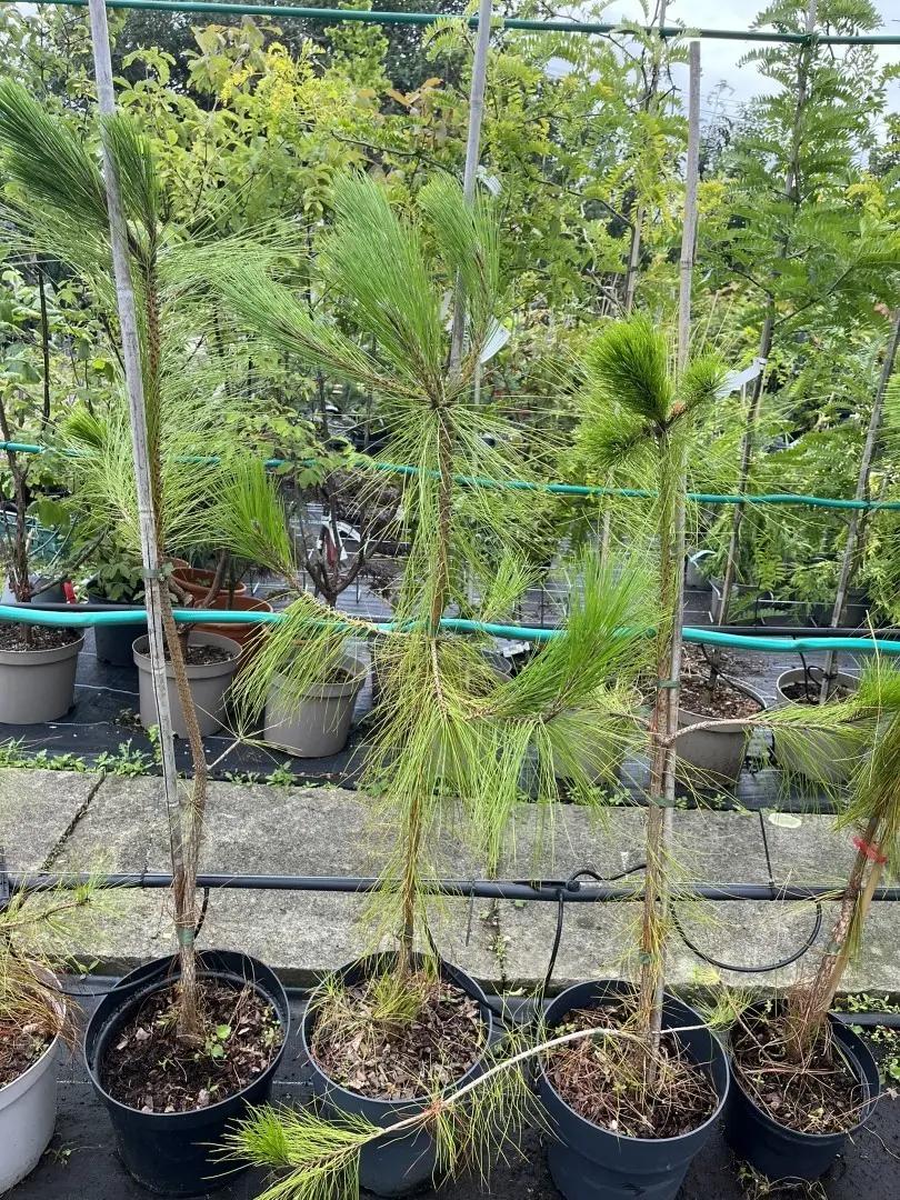 Pinus yunnanensis - Yunnan Pine