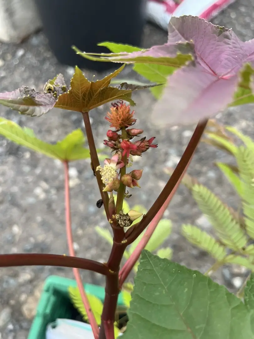 Ricinus communis - Castor Oil Plant