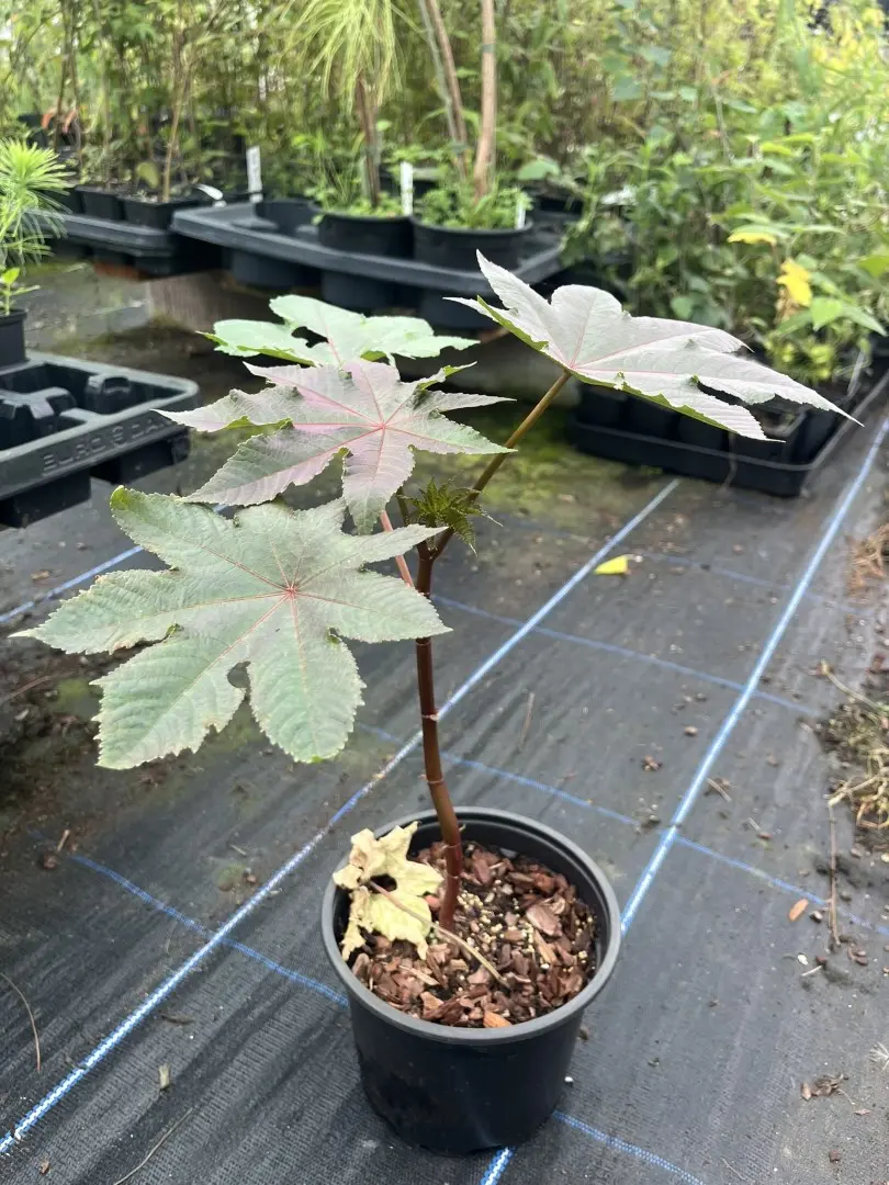 Ricinus communis - Castor Oil Plant