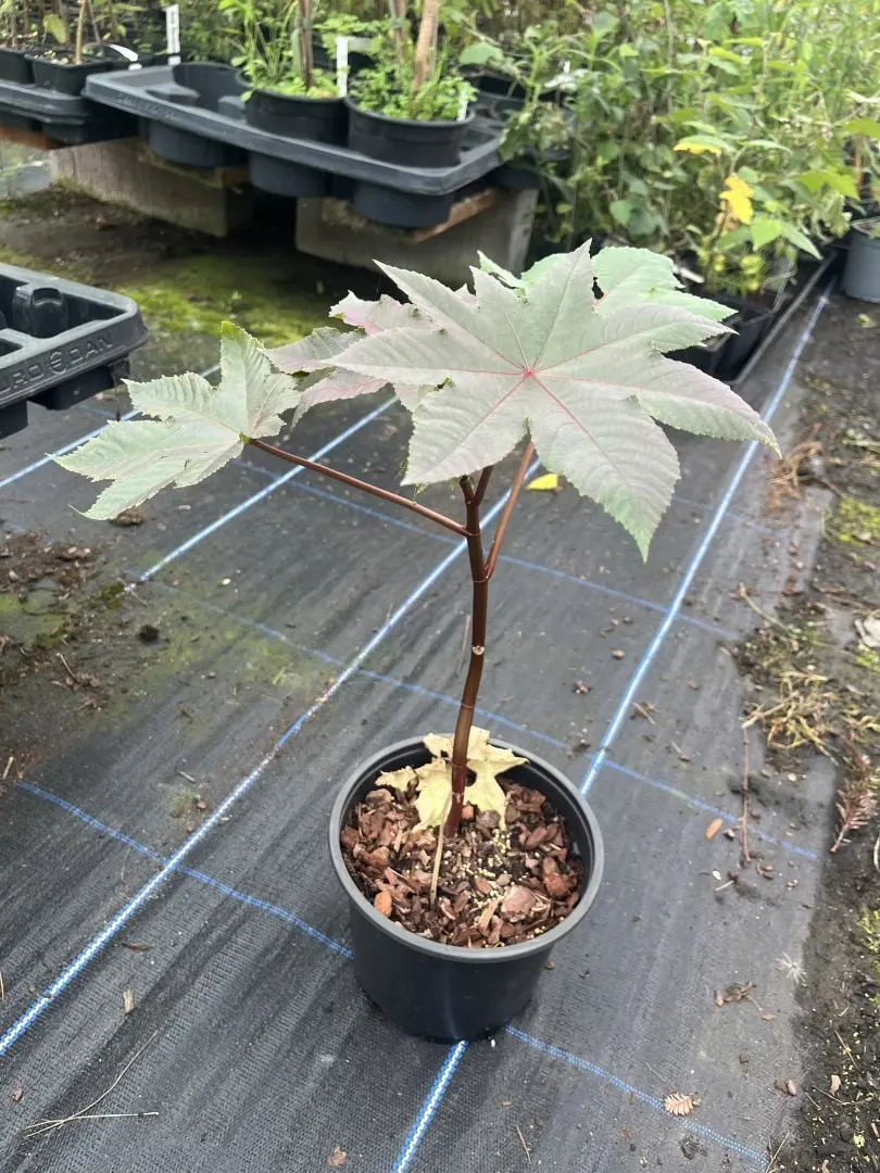 Ricinus communis - Castor Oil Plant