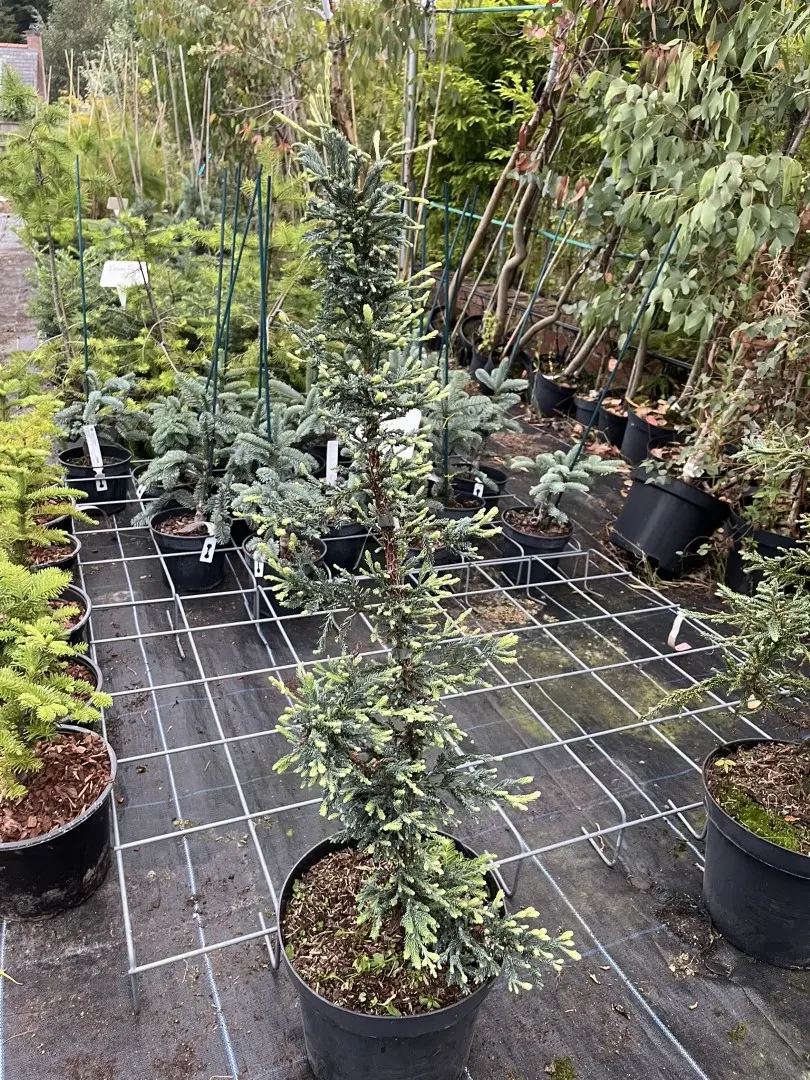 Sequoia sempervirens - Coast Redwood 'Lightning' 80/100cm (10L)