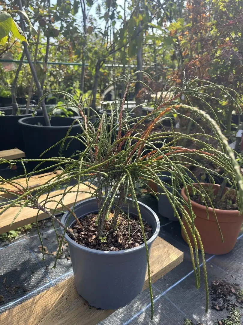 Thuja plicata - Western Red Cedar 'Whipcord'