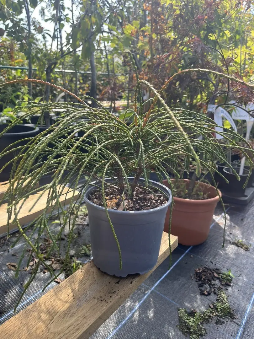 Thuja plicata - Western Red Cedar 'Whipcord'
